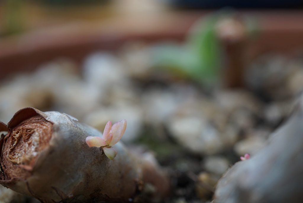 echeveria hybrid sprouting on old stump