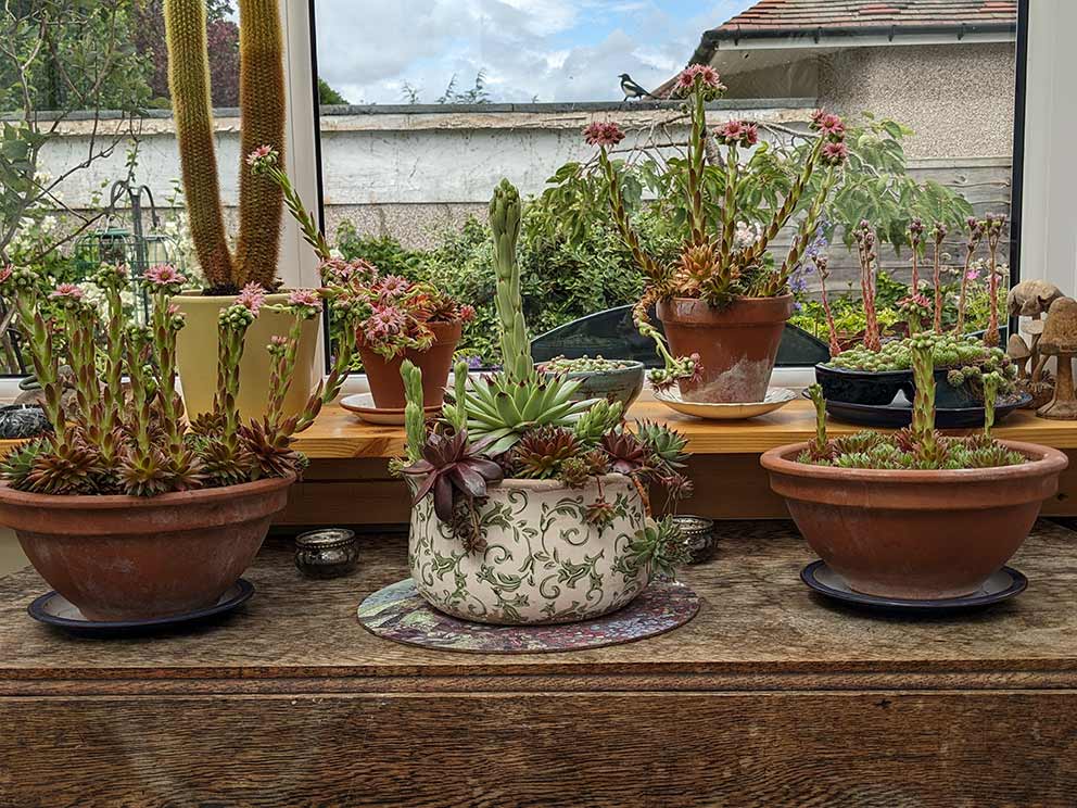 a collection of sempervivums in flower