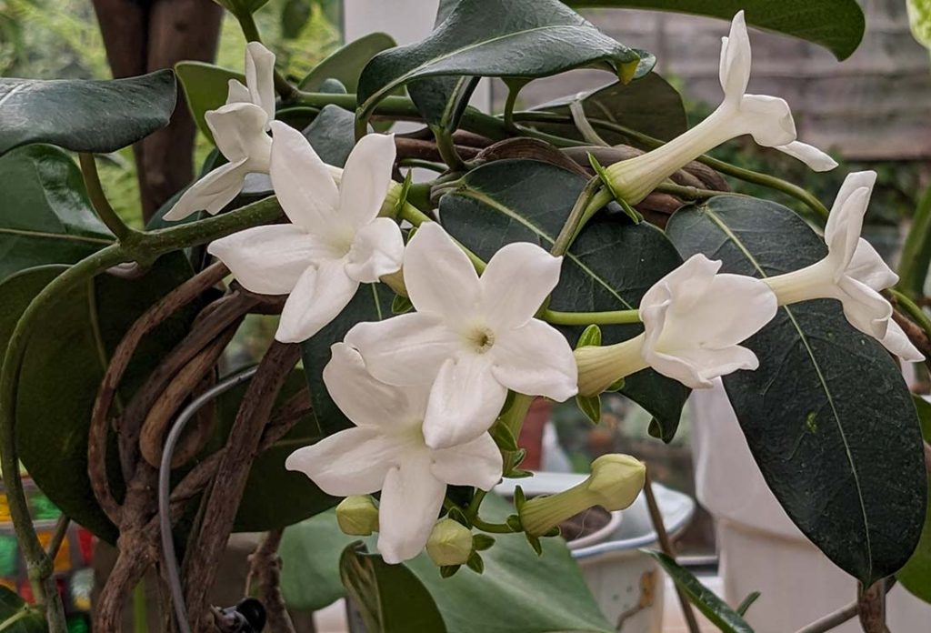 stephanotis floribunda flowers