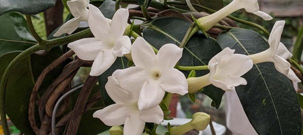 stephanotis floribunda flowers