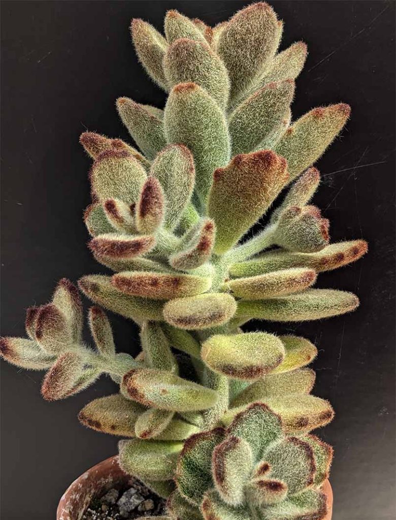 green furry succulent with brown tinges on the leaves