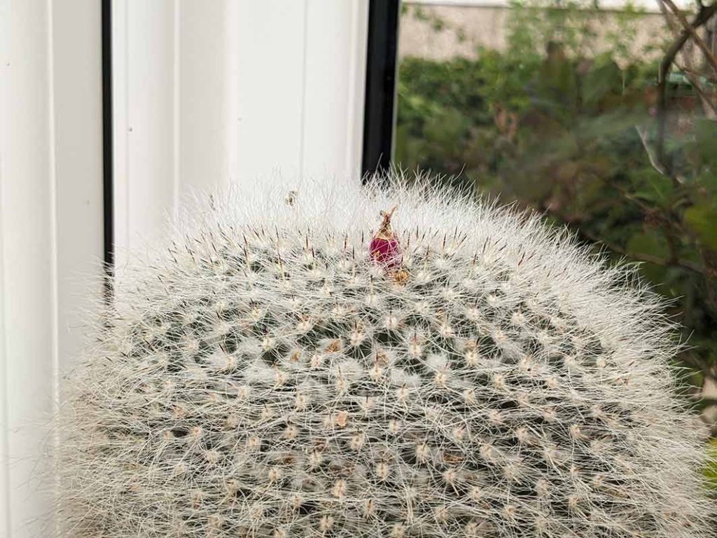 fluffy spiky cactus with a pink berry on top