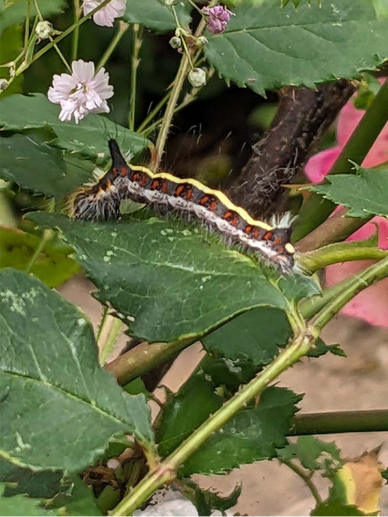 grey dagger moth caterpillar which is stripy with a black spike on it's back.