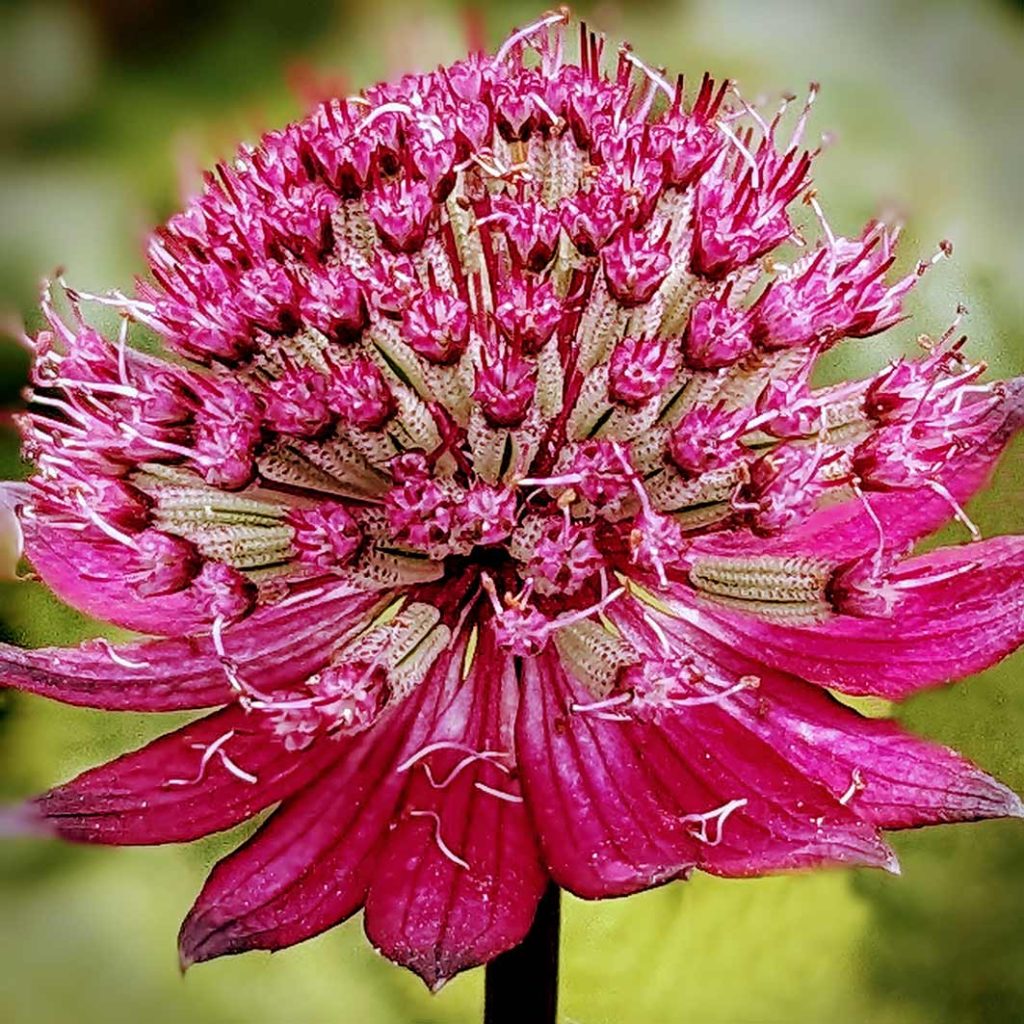 red astrantia single flower