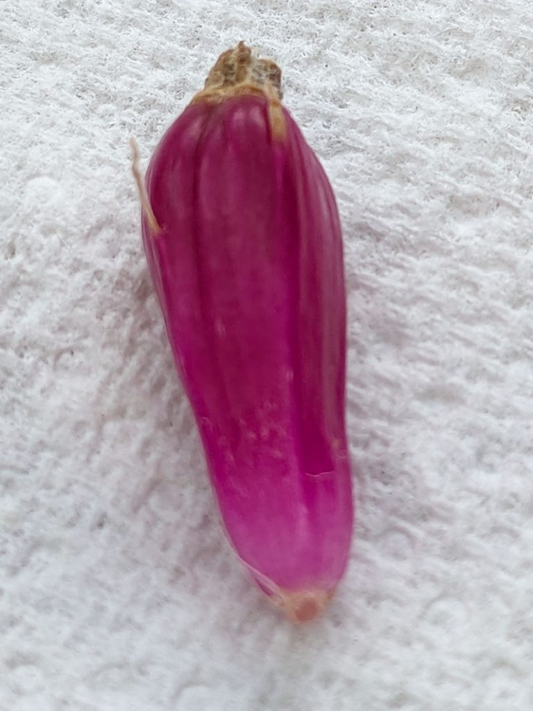 pink cactus berry - seed pod
