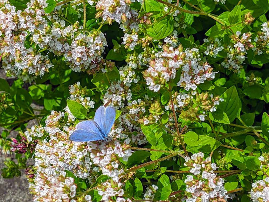 Holly blue butterfly on golden oregano flowers