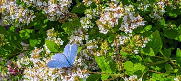 Holly blue butterfly on golden oregano flowers