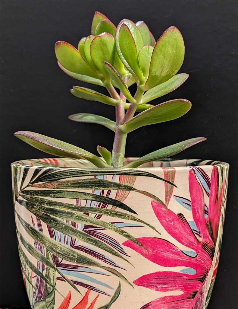 green succulent plant in a colourful plants pot