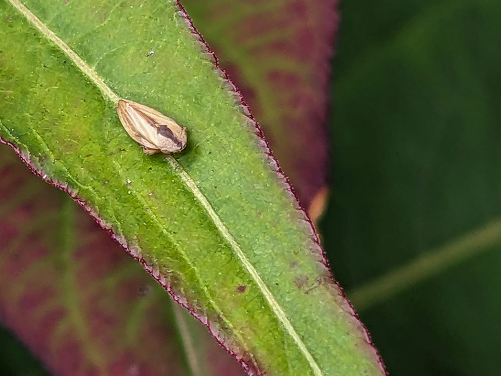 beige and brown adult frog hopper bug