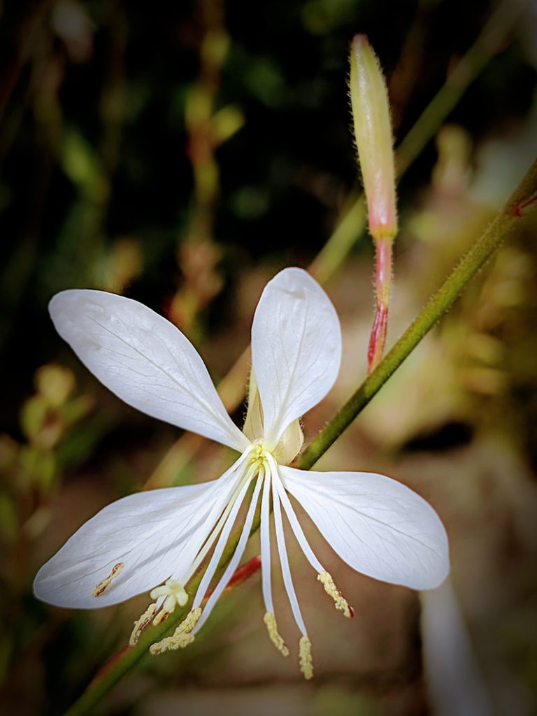 Gaura with one white flower