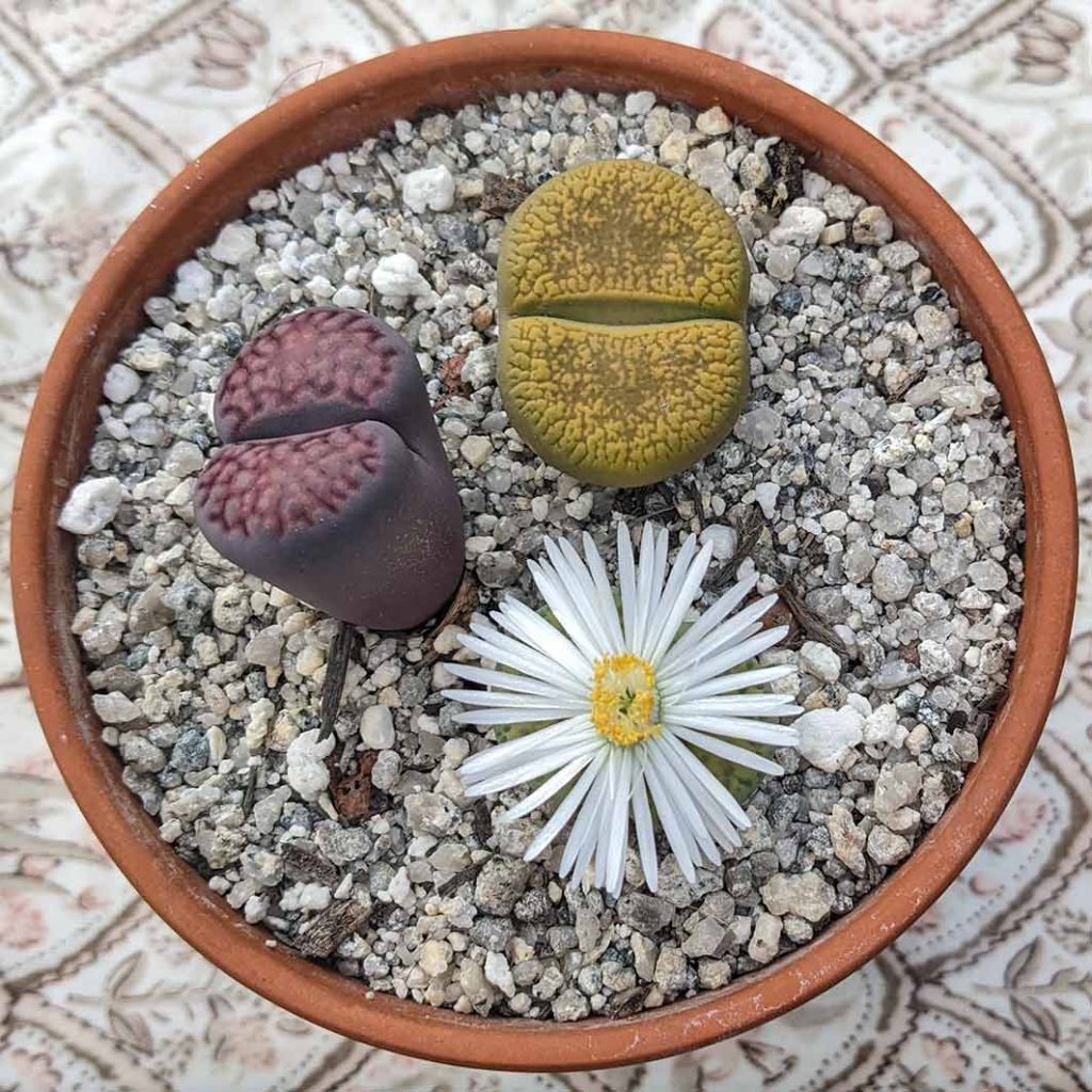 a lithop (stone plant) in flower from above