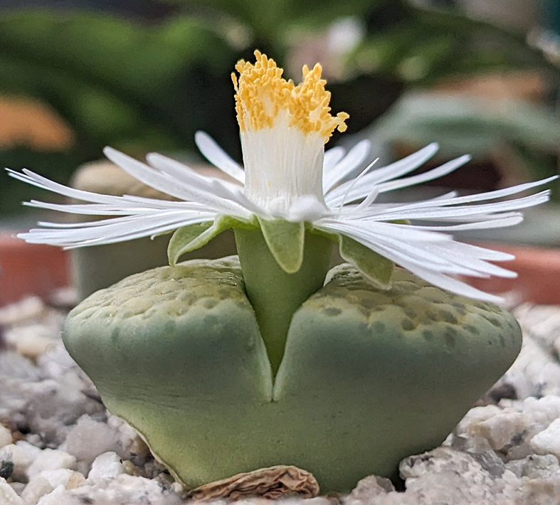 lithop (stone plant) flower from the side