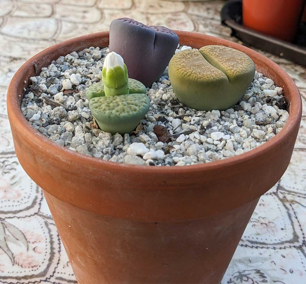 stone plants with a little bud showing