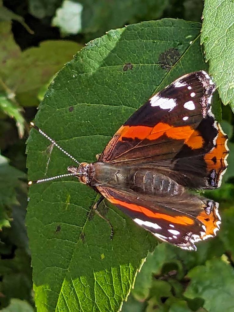 Red admiral butterfly on a rose leaf