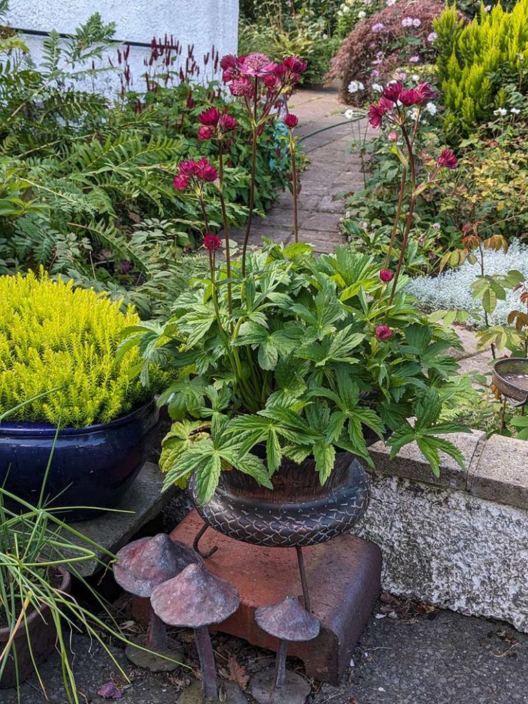 Red astrantia in a copper pot