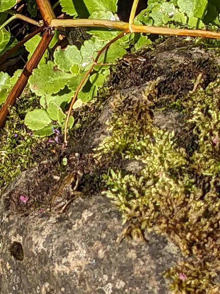 tiny baby from camouflaged on a rock by the pond.
