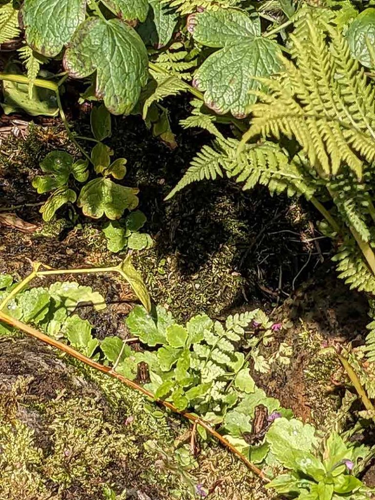 Tiny baby frogs beside the pond.