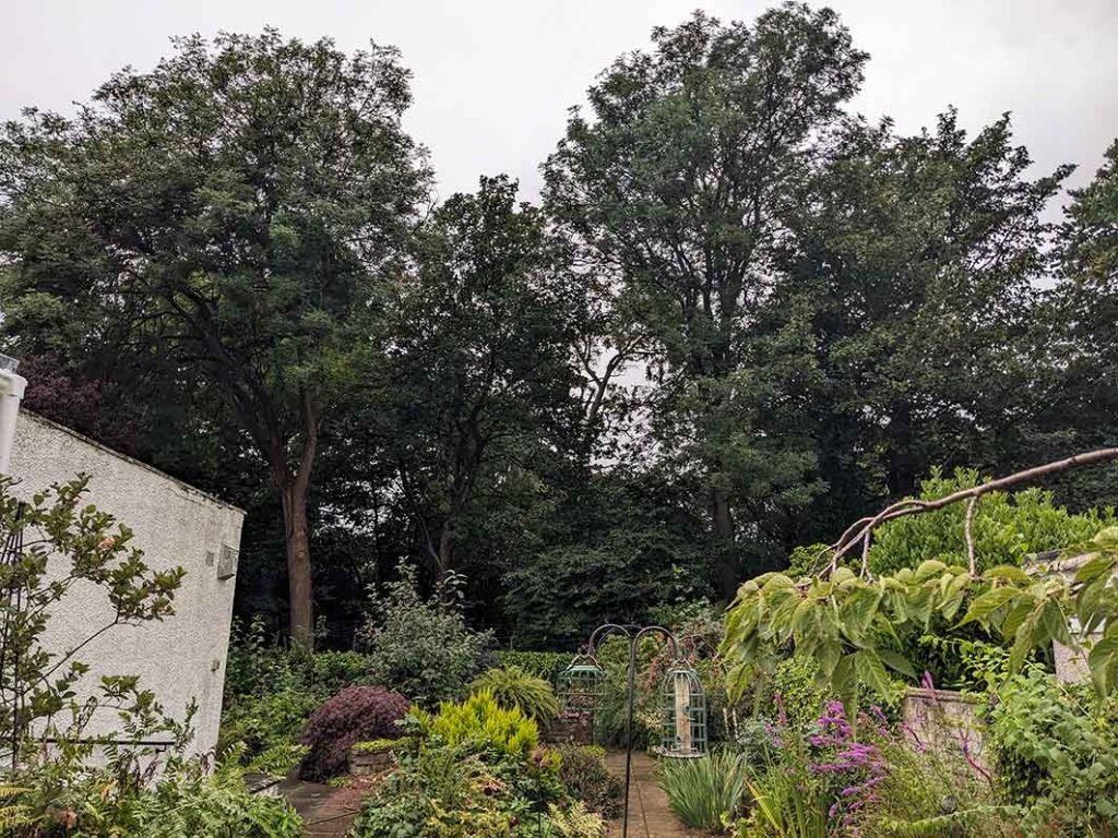 the trees in the golf course at the back of the garden