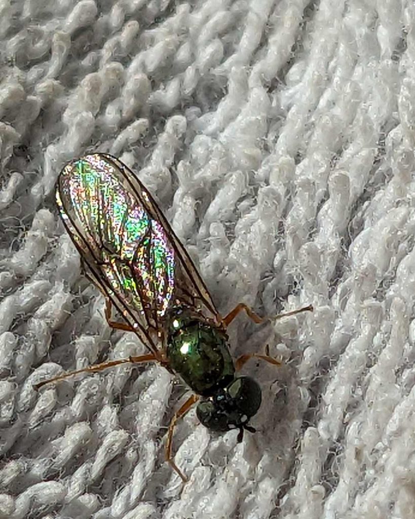 Sargus bipunctaus fly iridescent wings