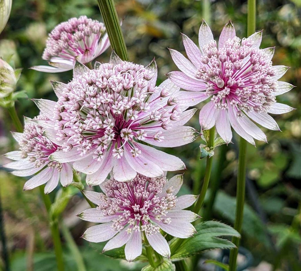 dainty pink astrantia flowers