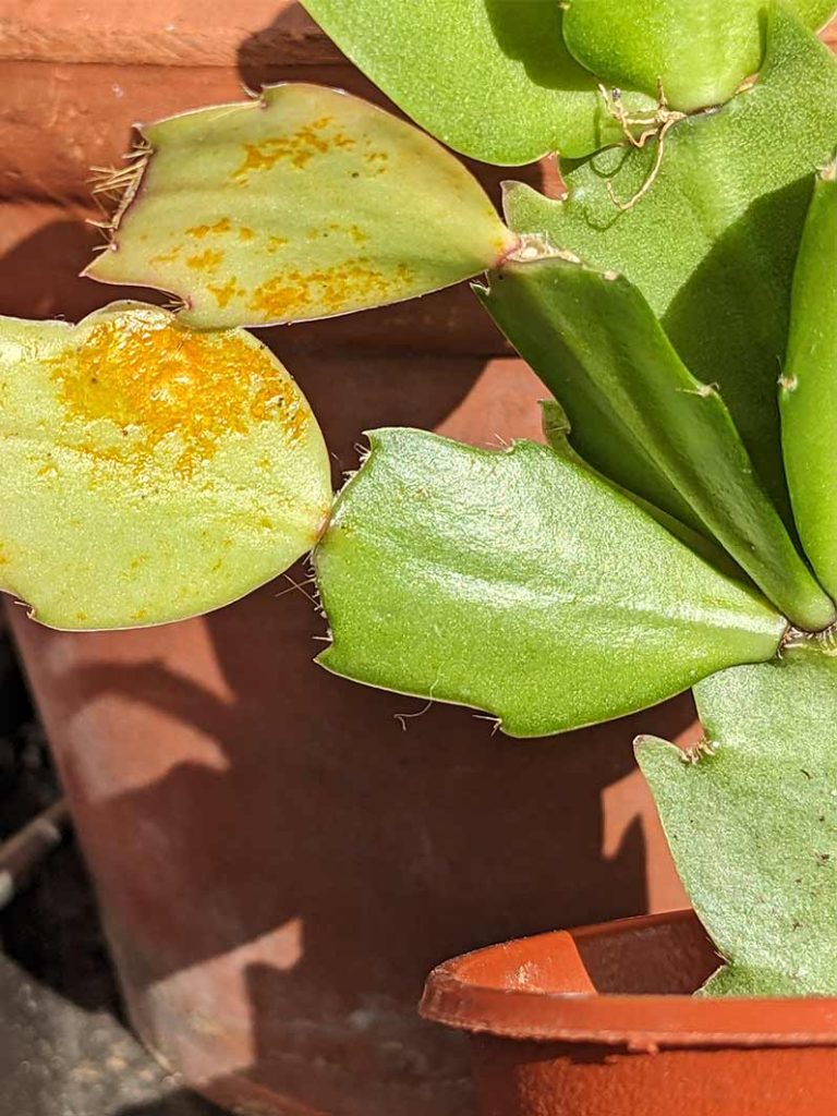 possible botryosphaera dothidea infection on Christmas cactus