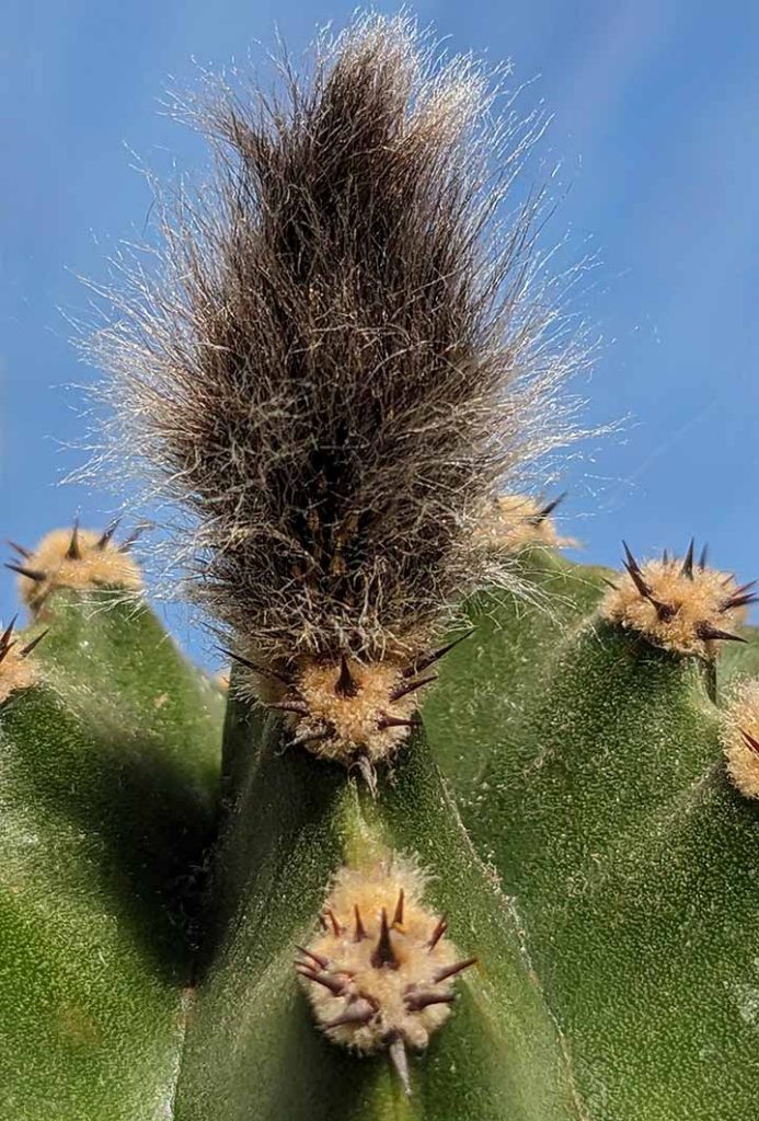 Fluffy buds on a small cactus.
