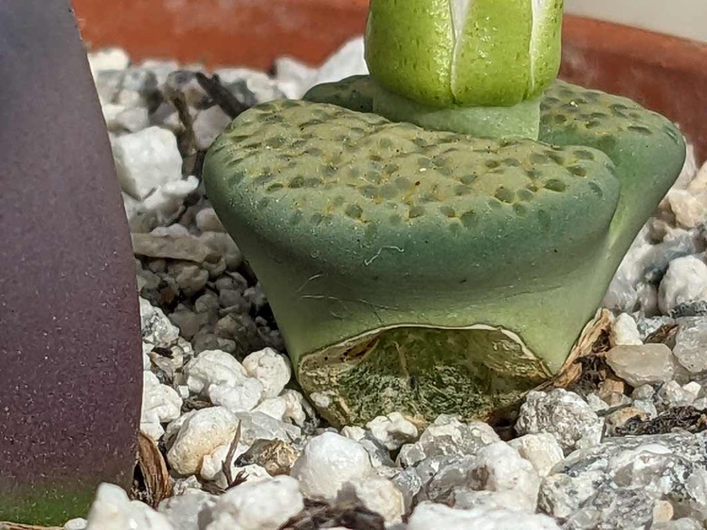 Lithops damage caused possibly by slugs.