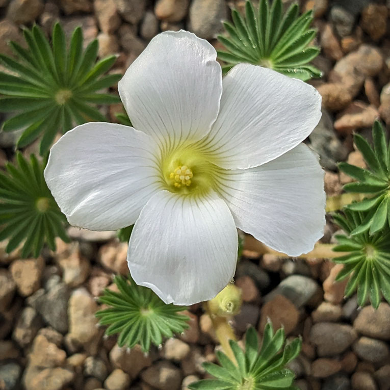 Single white oxalis palmifrons flower