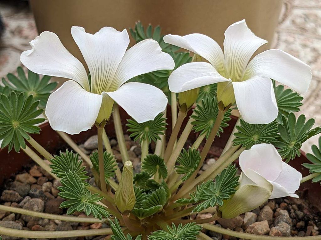 oxalis palmifrons succulent plant with white flowers.
