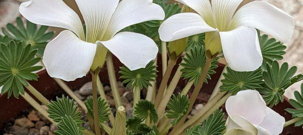 oxalis palmifrons succulent plant with white flowers.