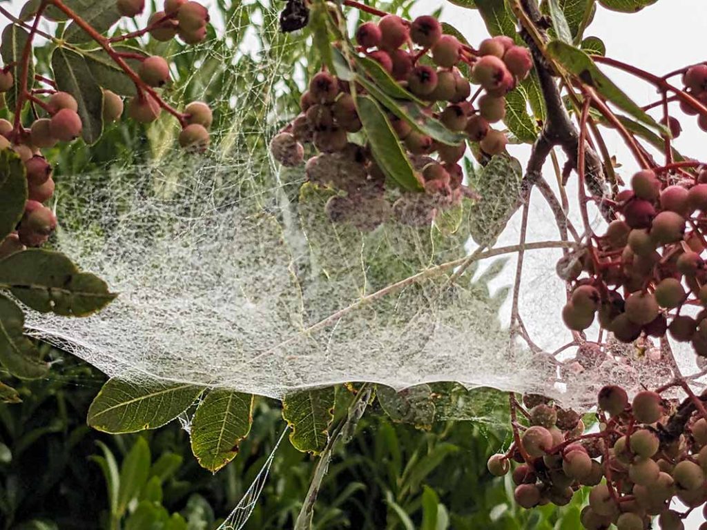 rowan berries with spider's web