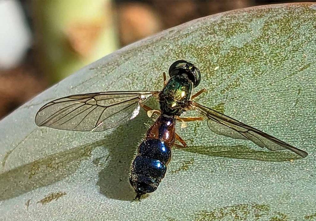 Sargus bipunctatus metallic green, copper and blue colours on body