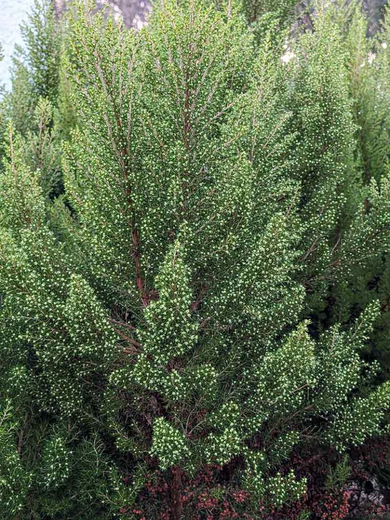 Erica arborea buds