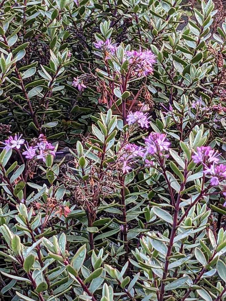 sporadic flowers on hebe pink paradise in january