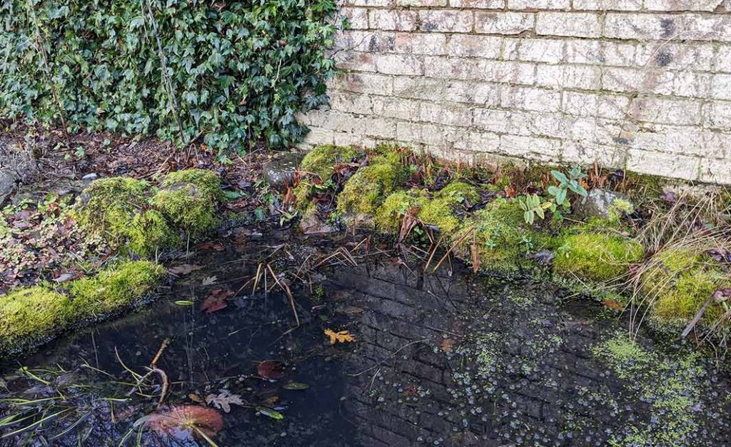 moss covered stones around small wild life pond