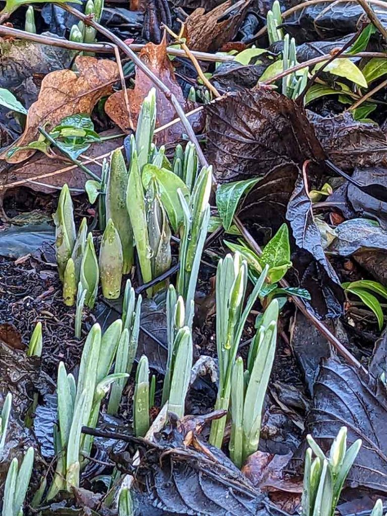 snowdrops in bud