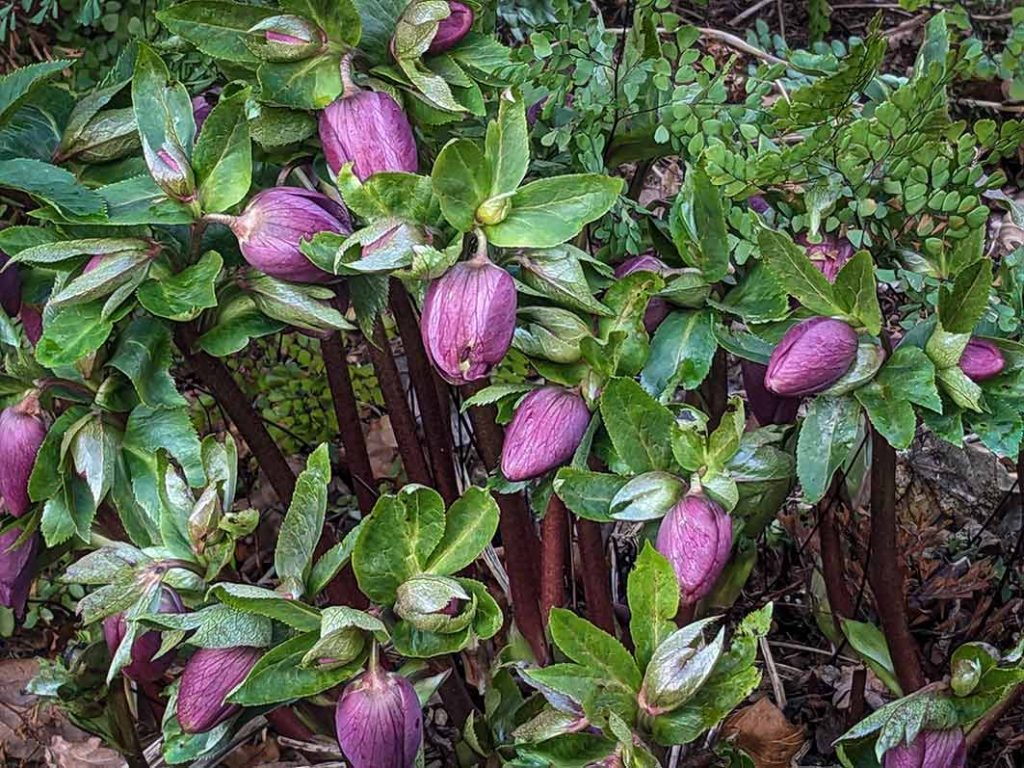 purple buds on hellebore