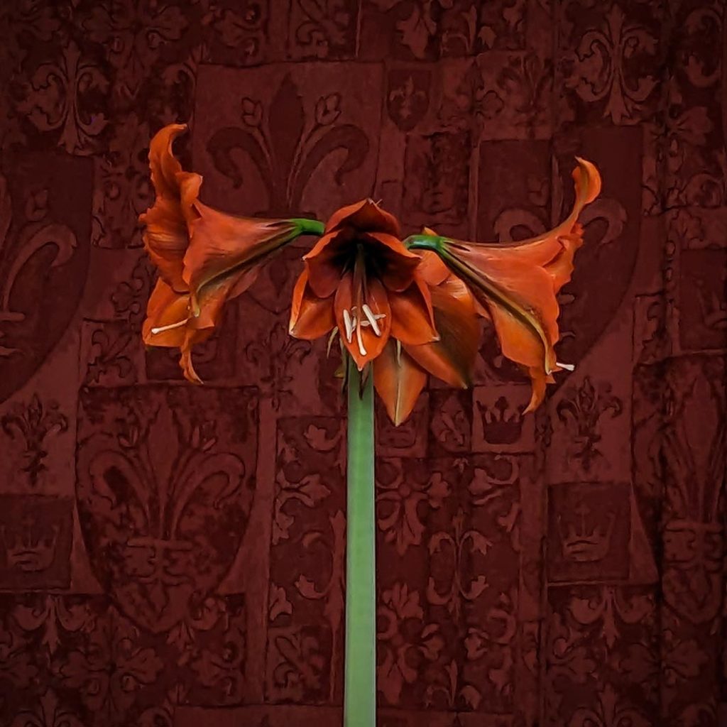 orangey-red flowers on amaryllis