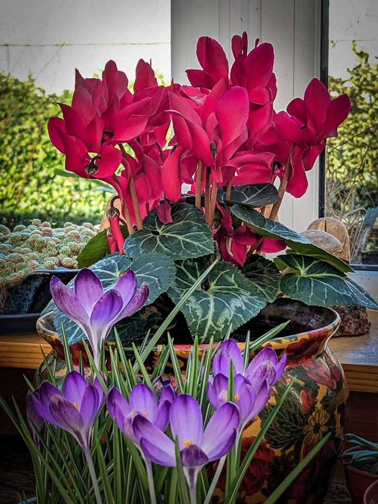 purple crocus and red cyclamen flowers