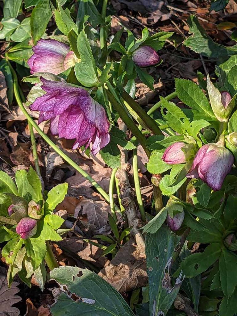 pinkish buds and flower of hellebore picotee