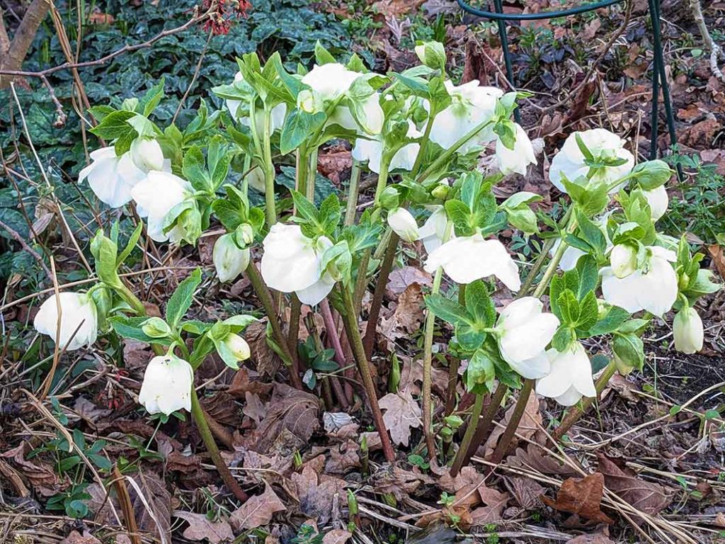 white drooping flowers on hellebore