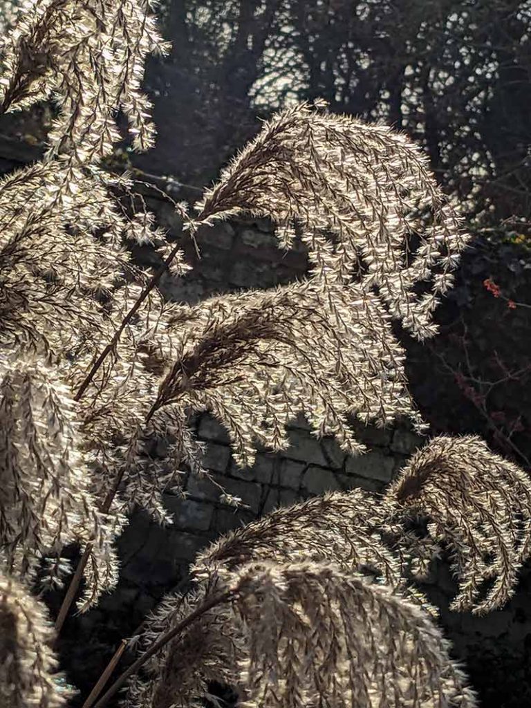 fluffy seed heads of the miscanthus grass