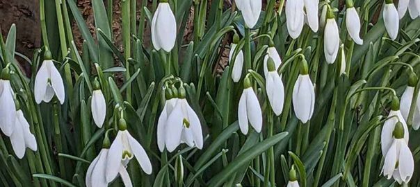 snowdrops