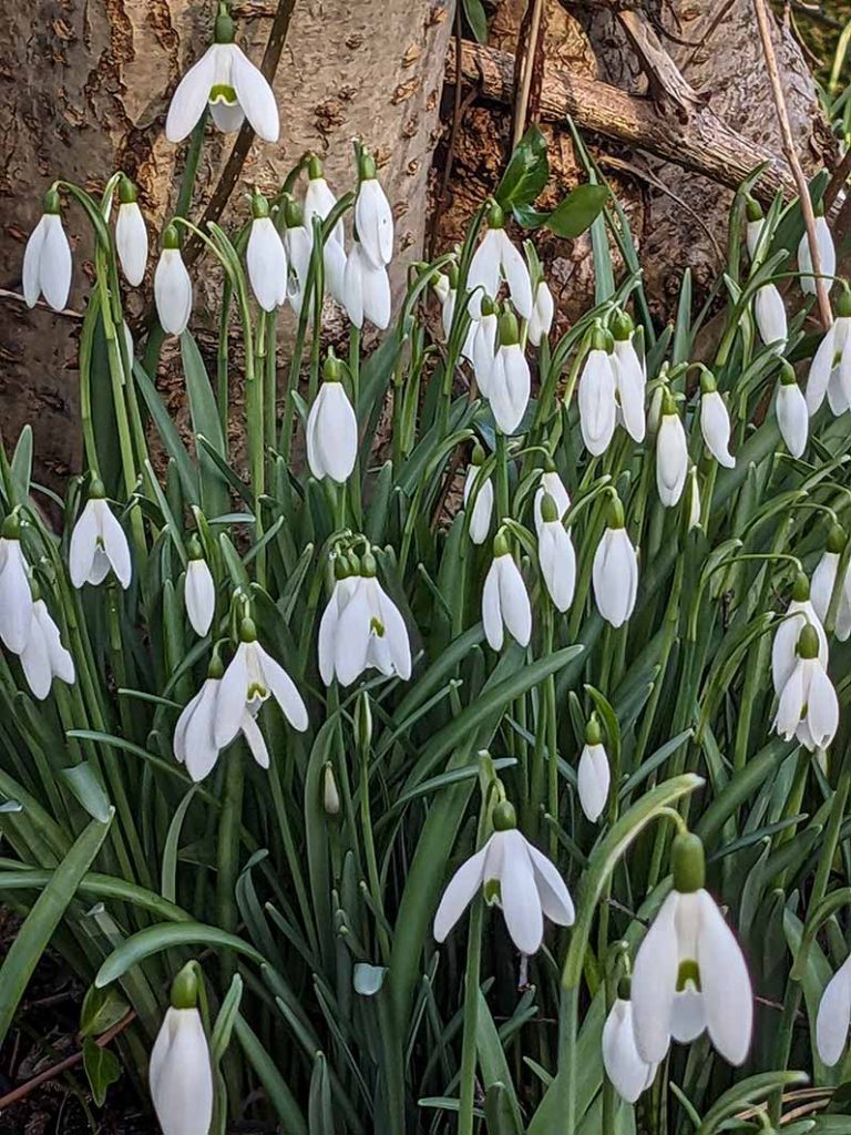 snowdrops