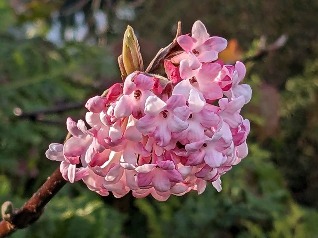 pink flower cluster of viburnum bodnantence dawn