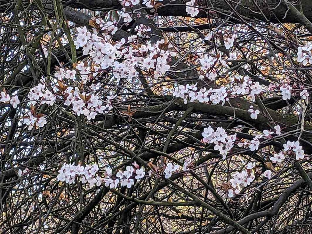 pinkish white blossom on tree, possibly cheryy or cherry-plum