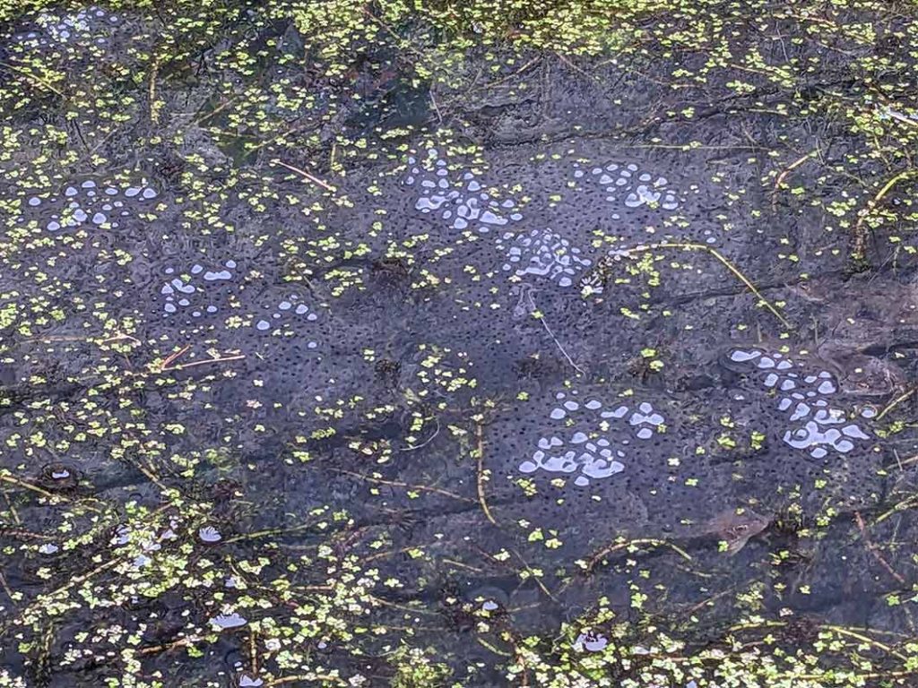 frog-spawn our small garden pond