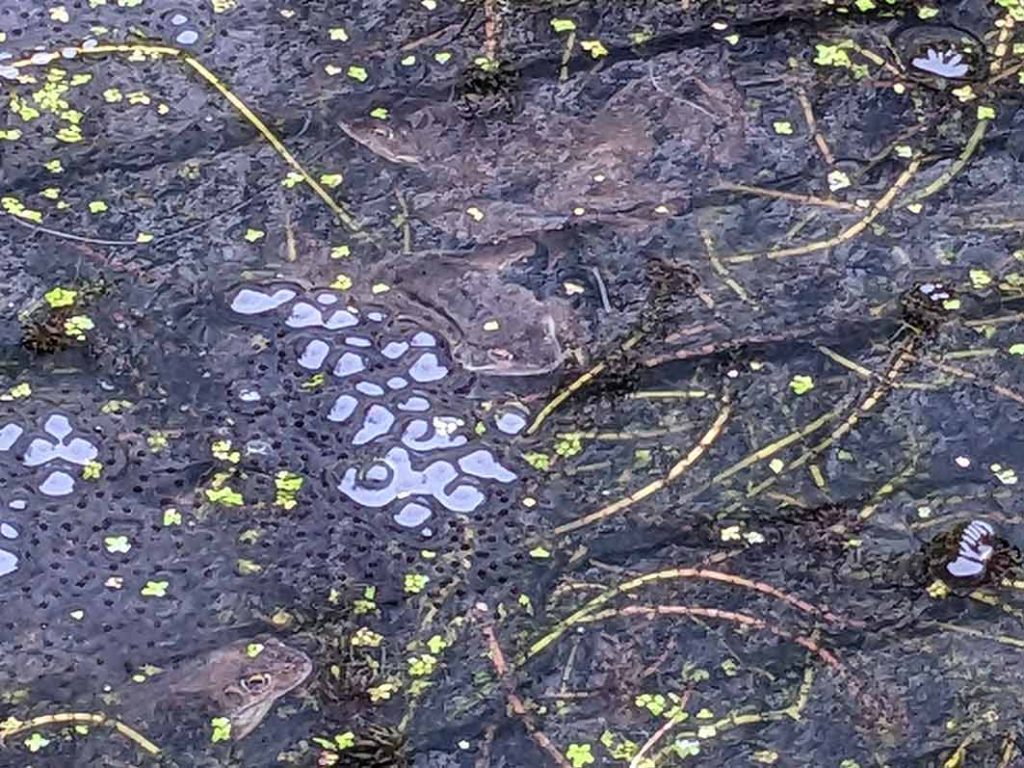 frogs under the pond surface