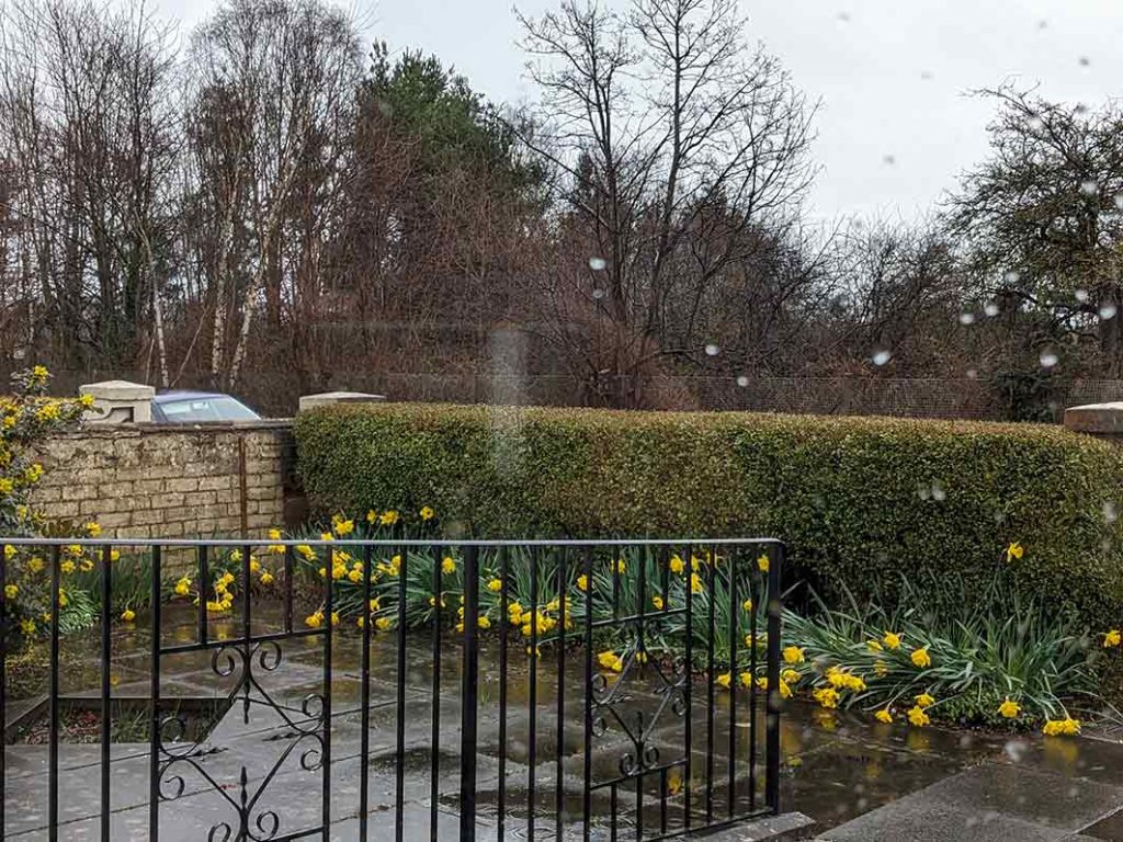 bent over daffodils in the rain