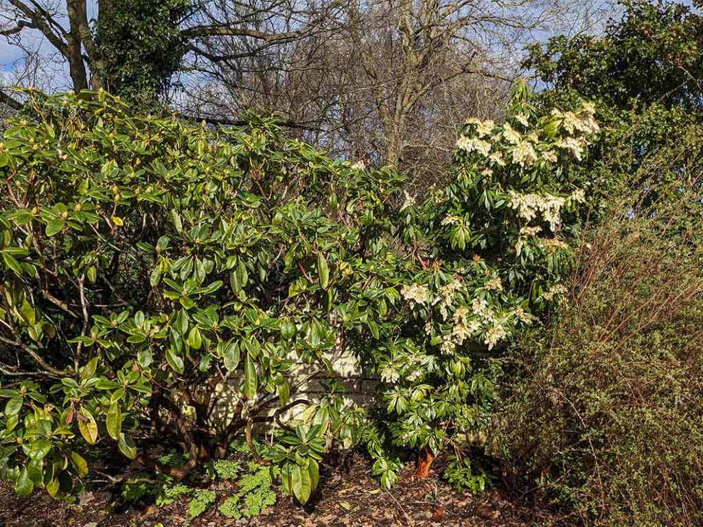 pieris and rhododendron